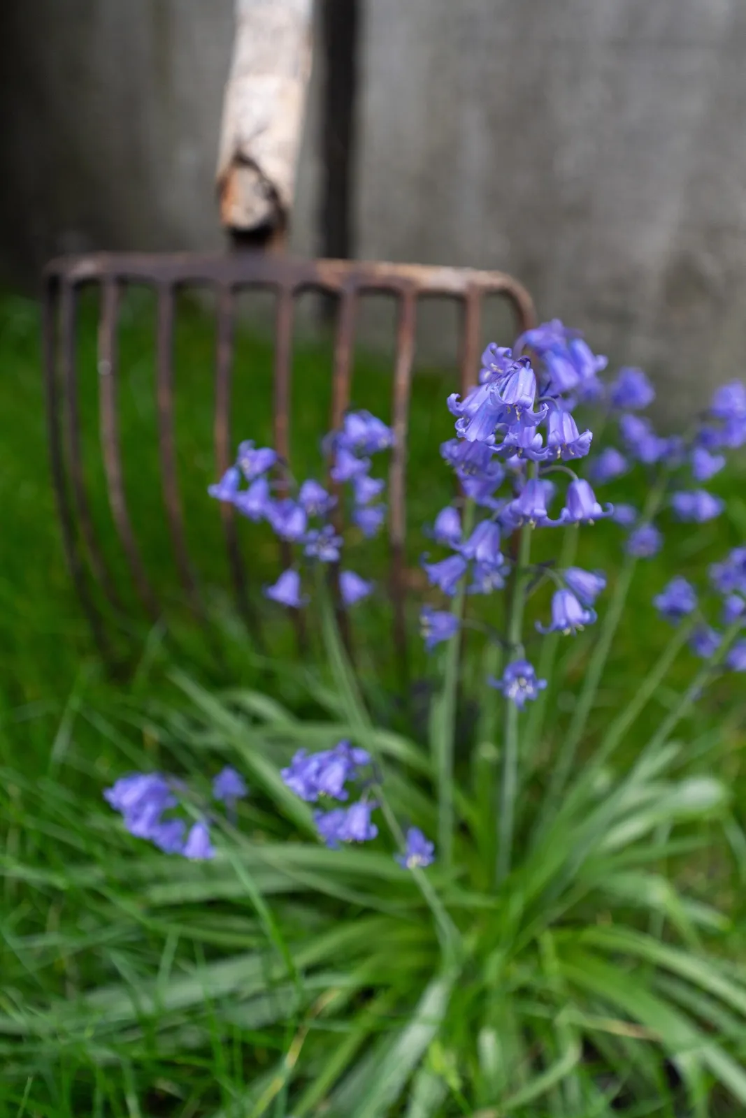 Garten von Meine Yogaliebe